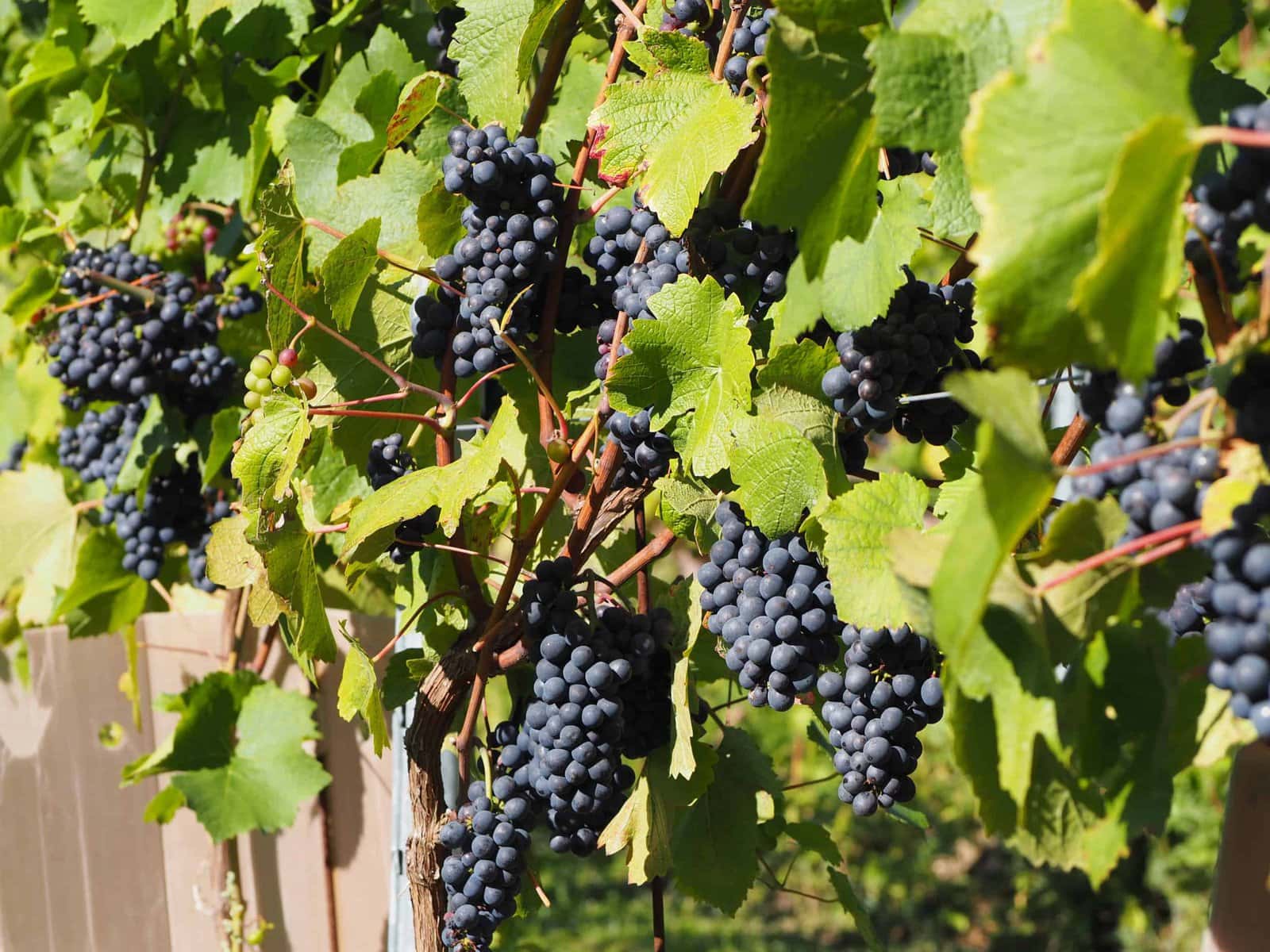 SORRENTO WINE TASTING EXPERIENCE