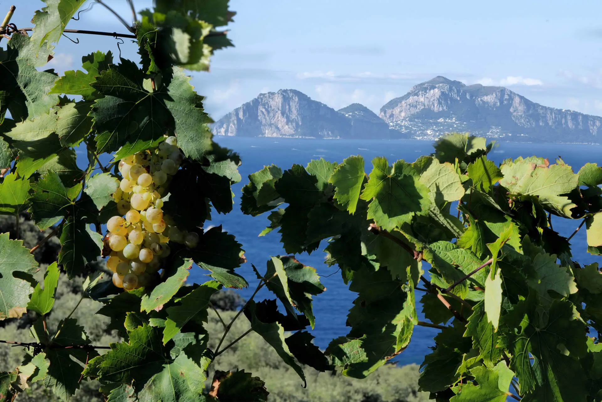 Sorrento Vineyard Wine Tasting at Relais Regina Giovanna with sea view1