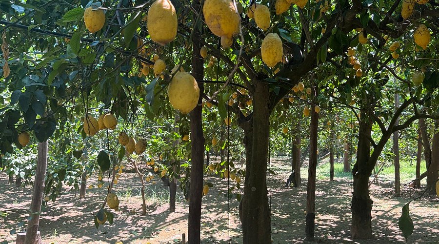 Sorrento Lemon Tour Traditional garden and tasting during the Sorrento Lemon Tour